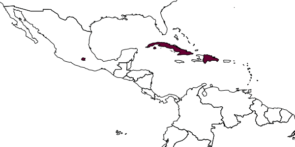 map of Anisepyris venustus     Evans, 1964